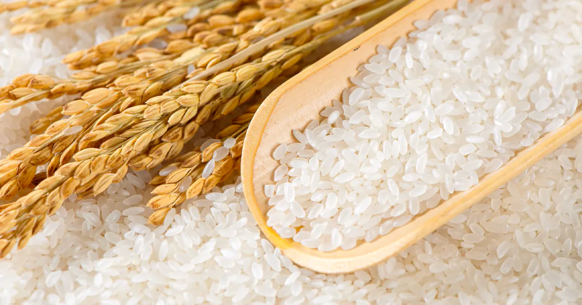 Polished white rice grains spread across the frame with dried golden rice stalks and a wooden scoop filled with rice.