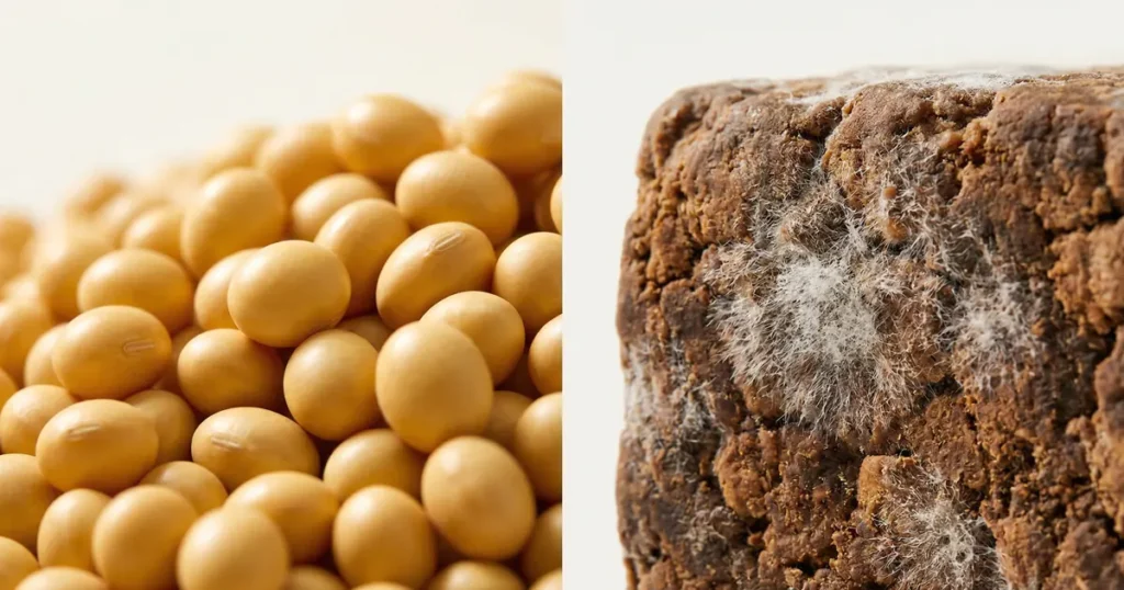 A split view comparing smooth yellow soybeans on the left with the rough texture of a fermented brick showing white mold on the right.