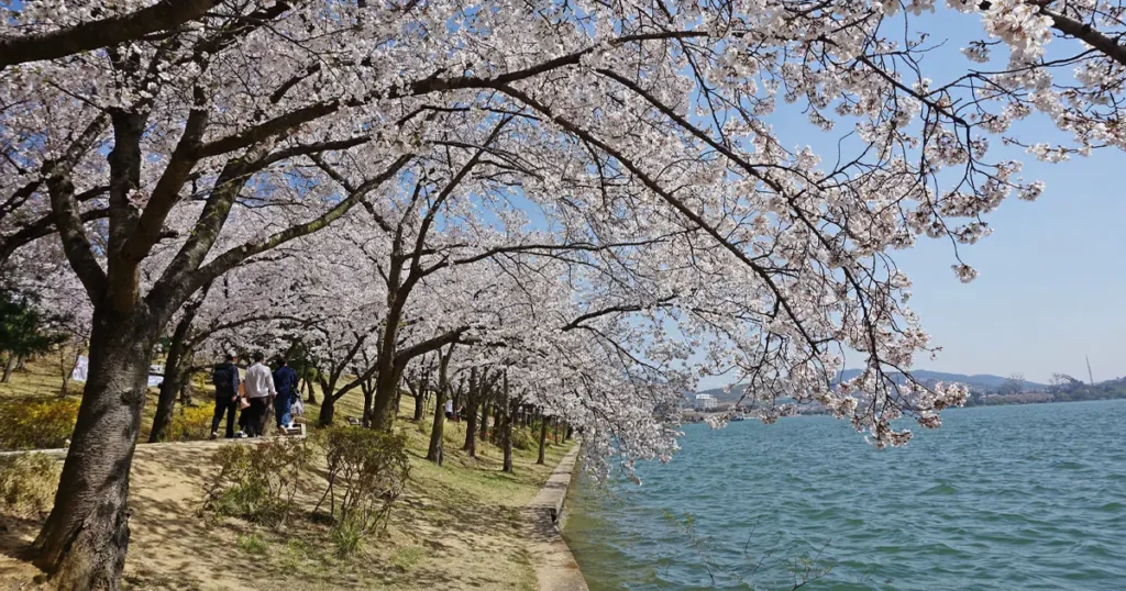 People walking along a dirt lakeside path under blooming cherry trees with the blue waters of Bomun Lake on the right side.