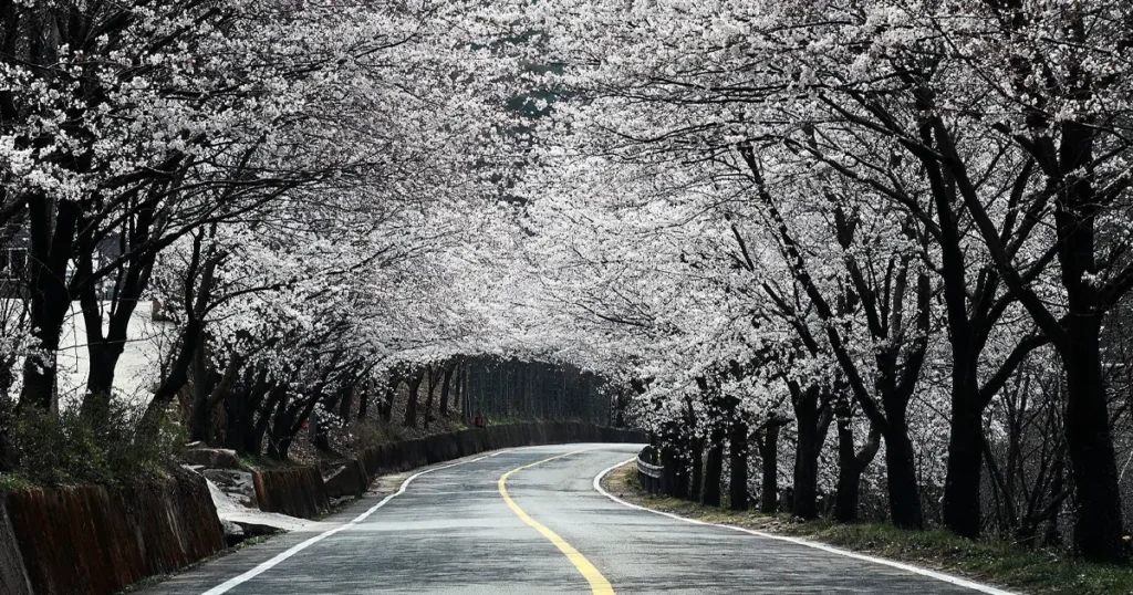 A winding two-lane road in Hadong flanked by tall old cherry trees creating a dense white and pink canopy over the asphalt.