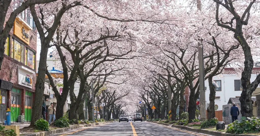 A long paved road in Jeju City lined with large king cherry trees forming a dense pink canopy over the street under a clear sky.
