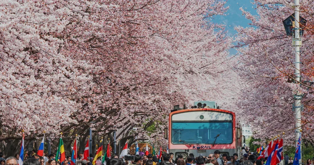 A red and white Korail train stopped at Gyeonghwa Station surrounded by massive pink cherry blossom clusters and crowds of visitors.
