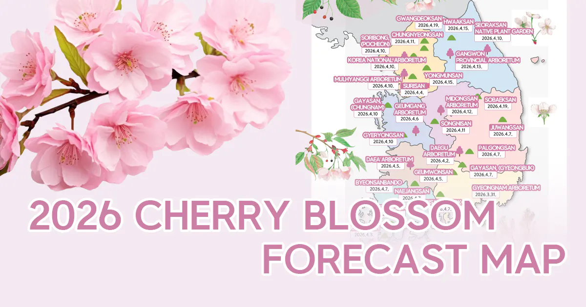 A horizontal digital graphic featuring a South Korean map with pink floral icons and peak dates, framed by soft pink cherry blossom branches on the left side.