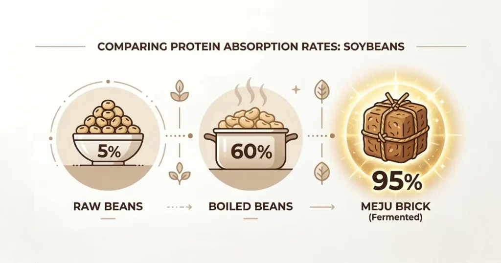 An infographic showing protein absorption rates increasing from 5% for raw beans to 60% for boiled beans and reaching 95% for fermented Meju.